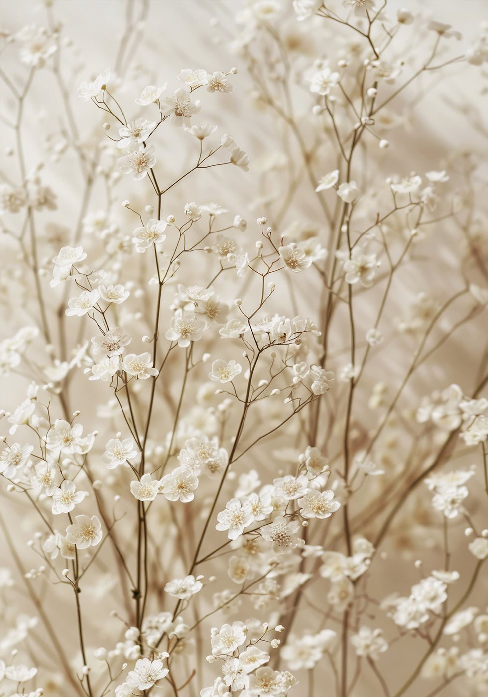 Gentle Bloom: Dried White Baby's Breath Poster - Posterbox.dk