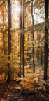 Golden Autumn Forest Poster - Posterbox.dk