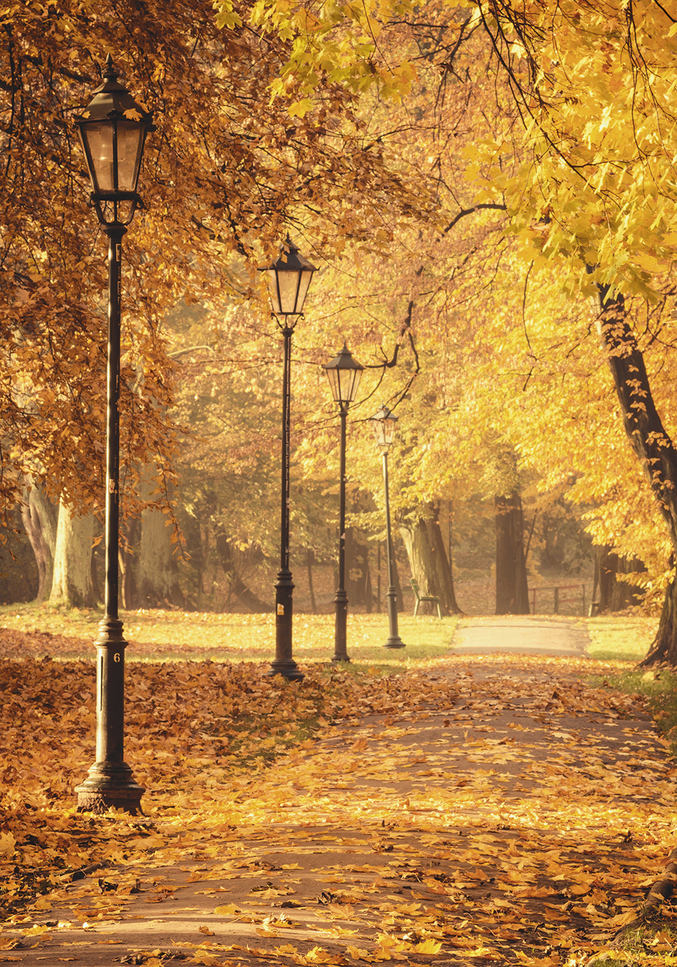 Golden Autumn Park Path Poster - Posterbox.dk