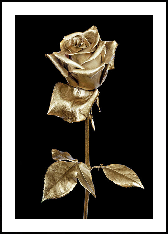Golden Rose Poster - Posterbox.dk