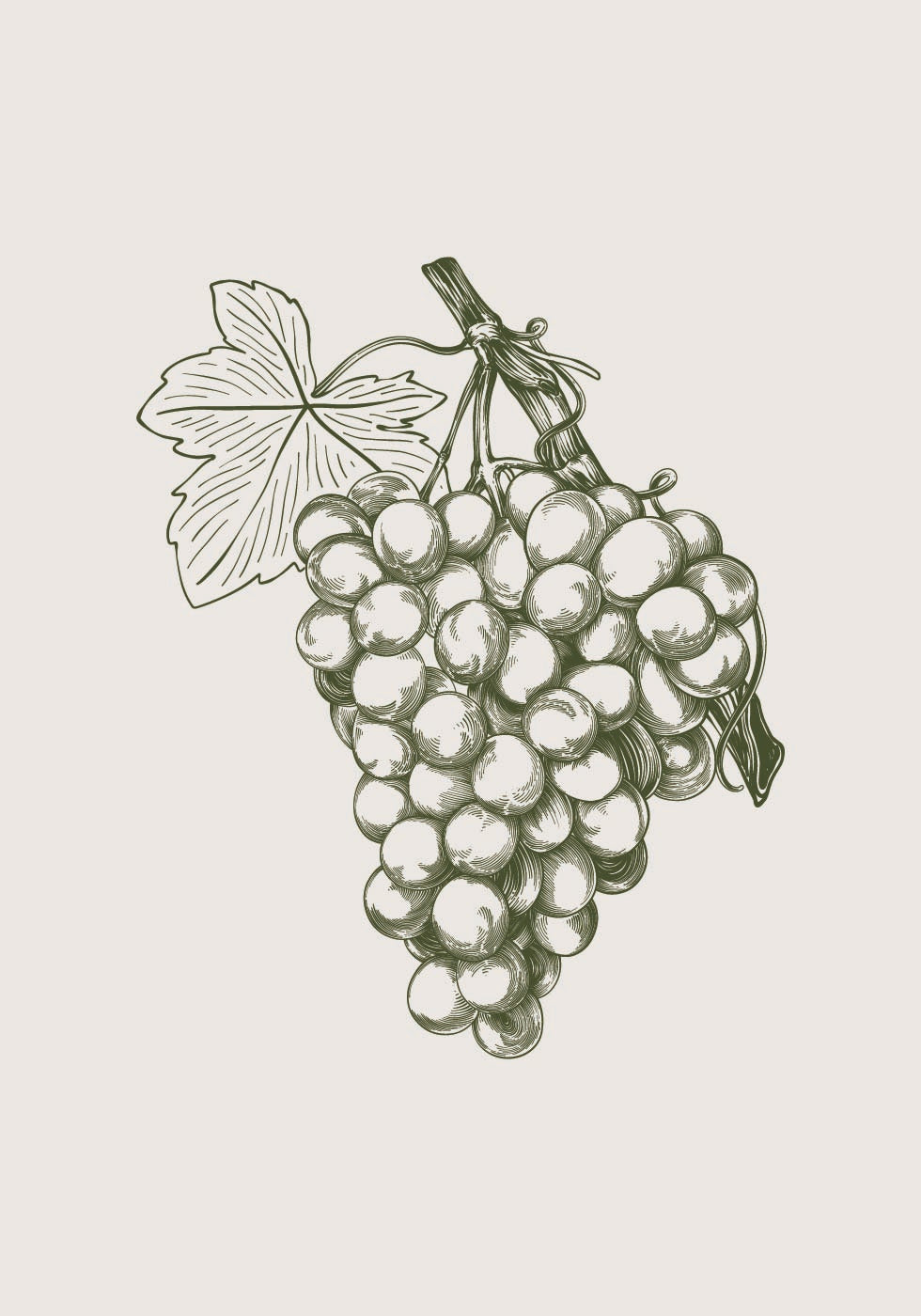 Grape Botanical Poster - Posterbox.dk