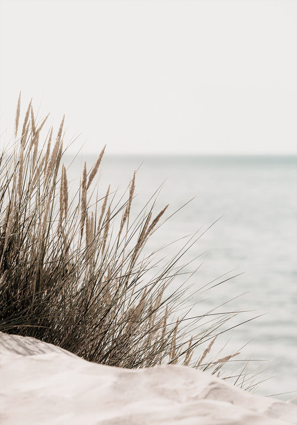 Grass by the Sea Poster - Posterbox.dk