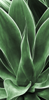 Green Agave Leaves Poster - Posterbox.dk