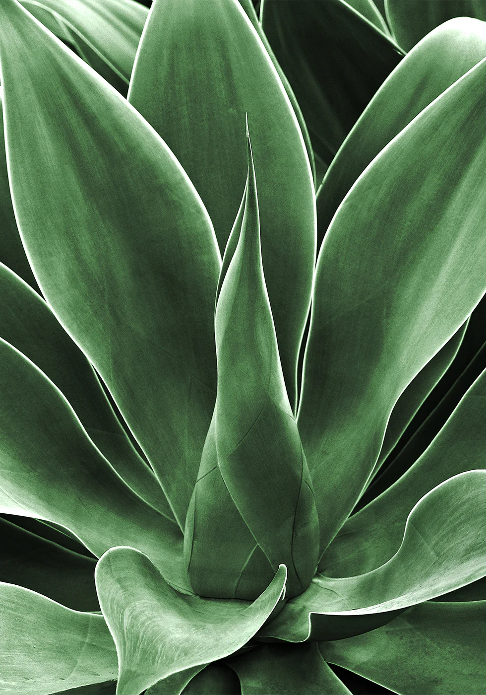 Green Agave Leaves Poster - Posterbox.dk