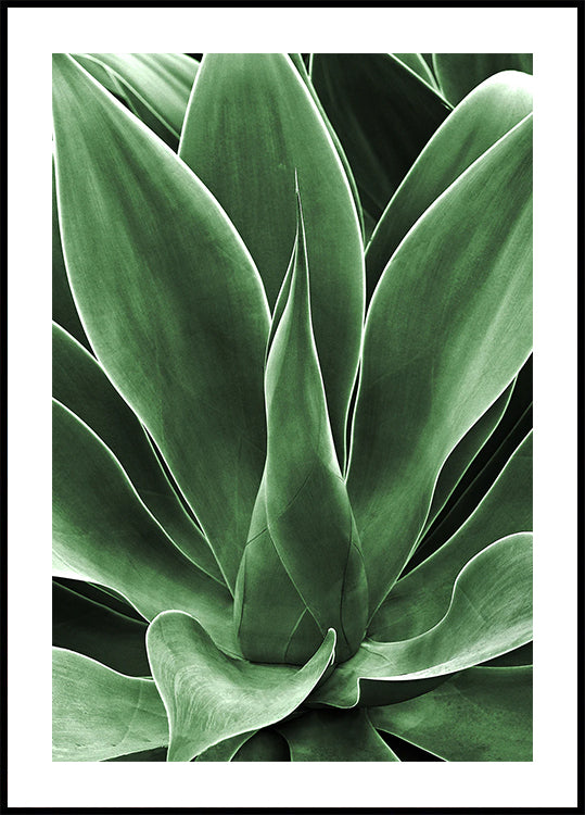 Green Agave Leaves Poster - Posterbox.dk