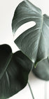 Green Plant №1 Poster - Posterbox.dk