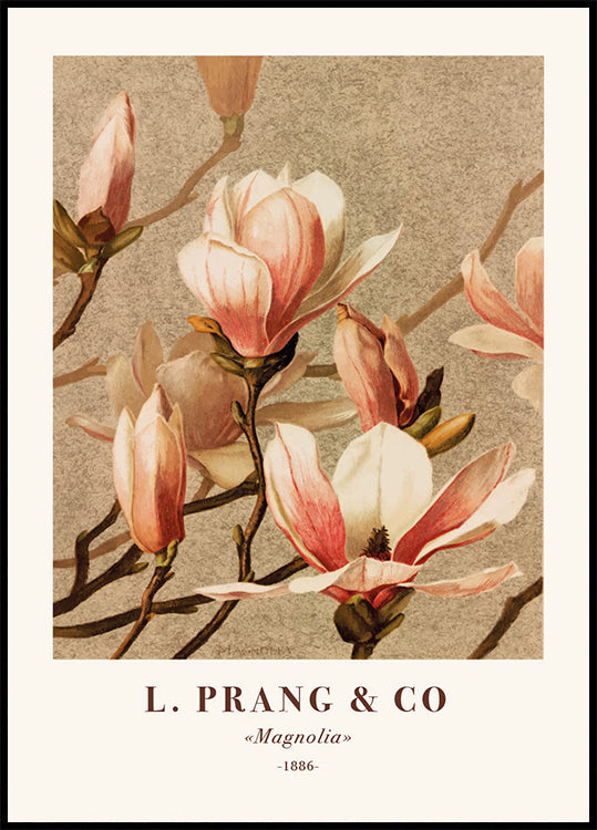 L. Prang & Co., Magnolia Poster - Posterbox.dk