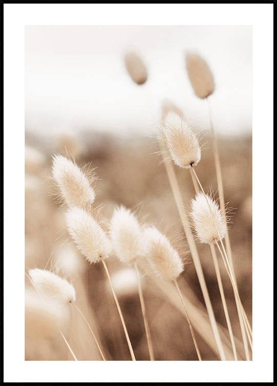 Lagurus Poster - Posterbox.dk