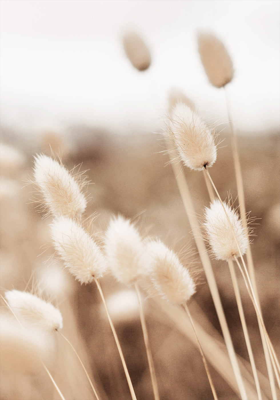 Lagurus Poster - Posterbox.dk