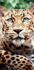 Leopard Close-Up Poster - Posterbox.dk