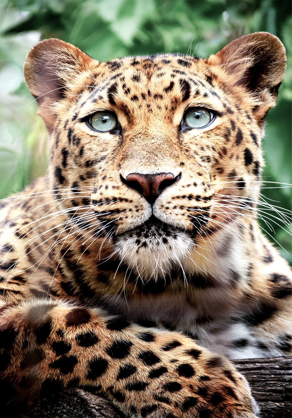 Leopard Close-Up Poster - Posterbox.dk