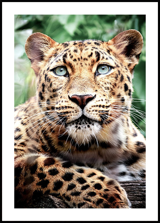 Leopard Close-Up Poster - Posterbox.dk