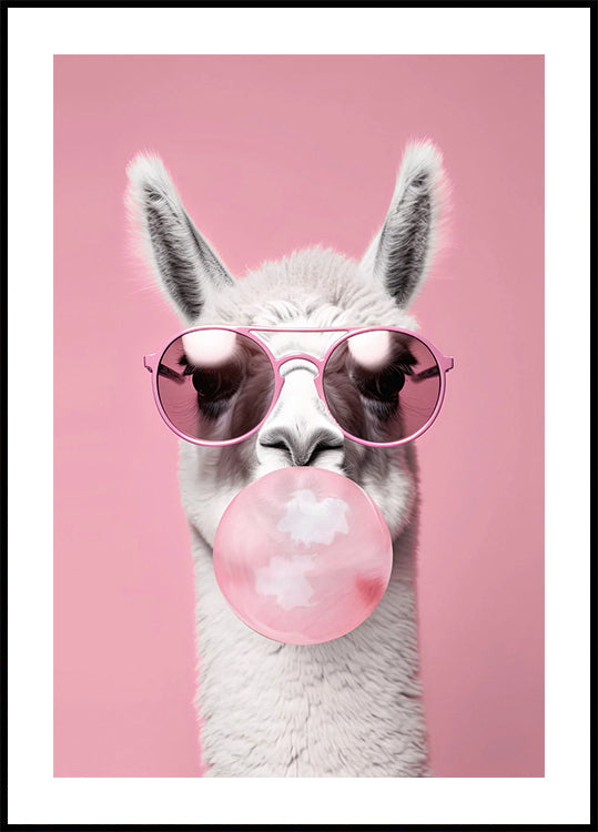 Llama With Bubble Gum Poster - Posterbox.dk