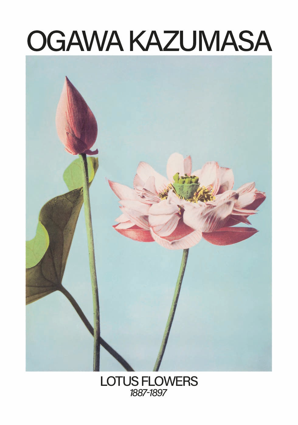 Lotus Flowers Print, Ogawa Kazumasa Poster - Posterbox.dk