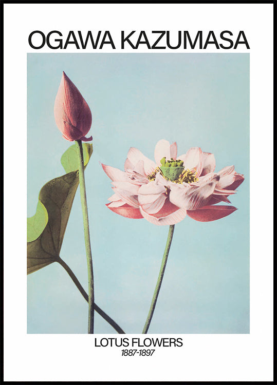 Lotus Flowers Print, Ogawa Kazumasa Poster - Posterbox.dk