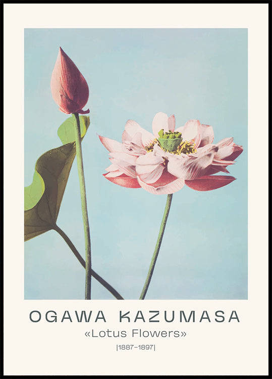 Lotus Flowers Vintage Botanical, Ogawa Kazumasa 1887–1897 Poster - Posterbox.dk