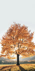 Majestic Autumn Tree Poster - Posterbox.dk