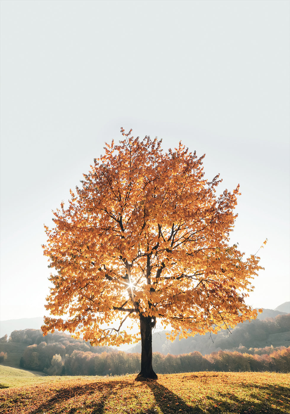 Majestic Autumn Tree Poster - Posterbox.dk