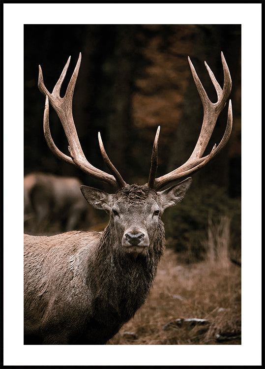Majestic Deer in Autumn Forest Poster - Posterbox.dk