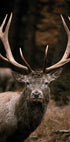 Majestic Deer in Autumn Forest Poster - Posterbox.dk