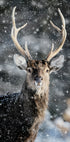 Majestic Deer in Snow №2 Poster - Posterbox.dk
