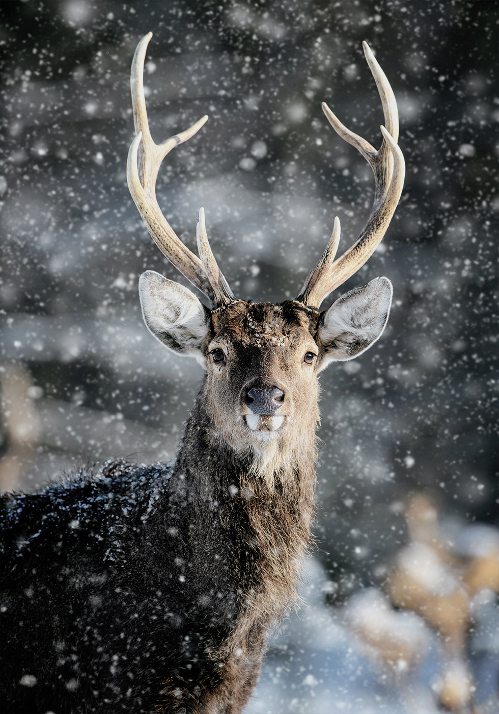 Majestic Deer in Snow №2 Poster - Posterbox.dk