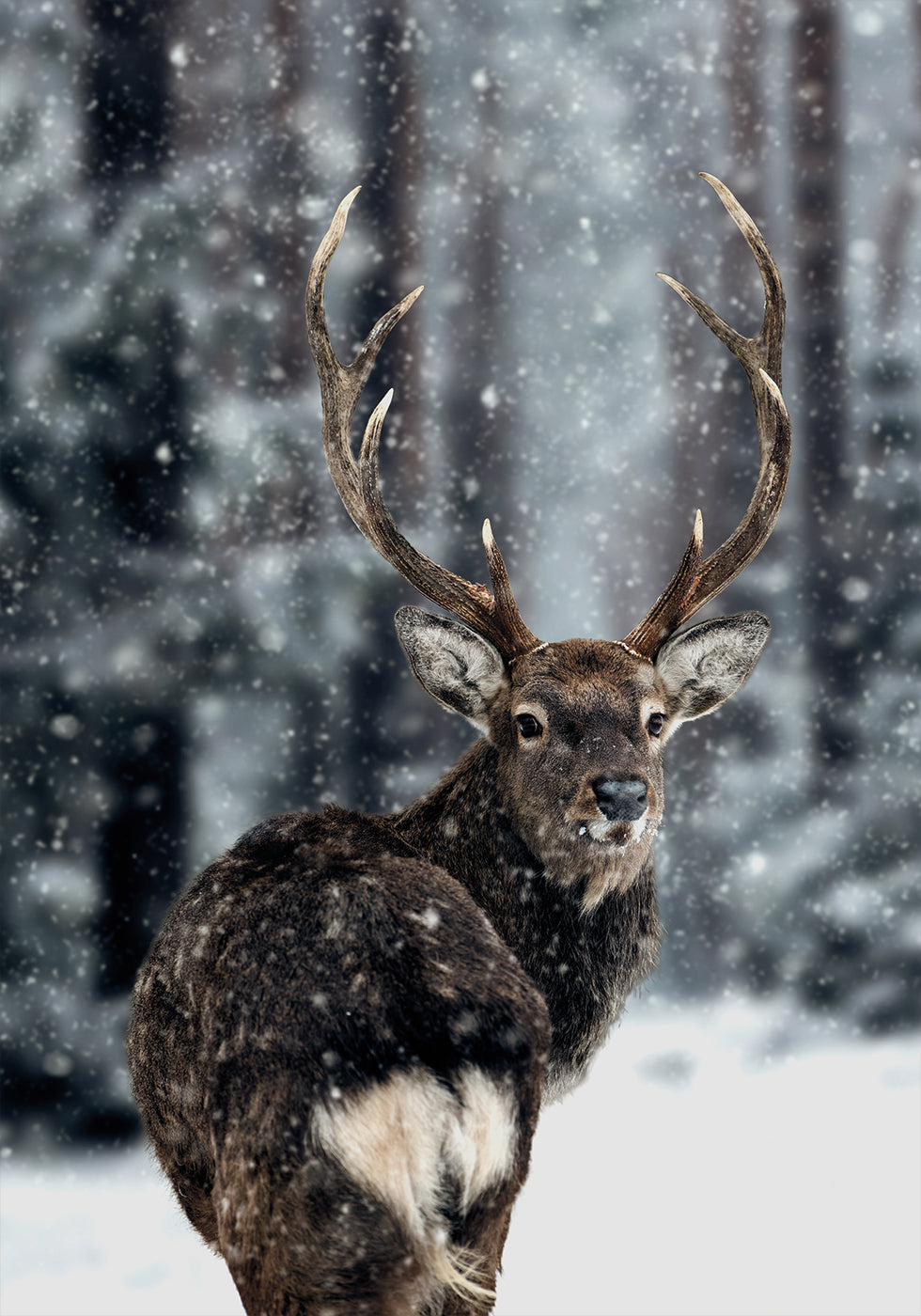 Majestic Deer in Snow Poster - Posterbox.dk