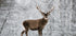 Majestic Deer in Snowy Forest Poster - Posterbox.dk