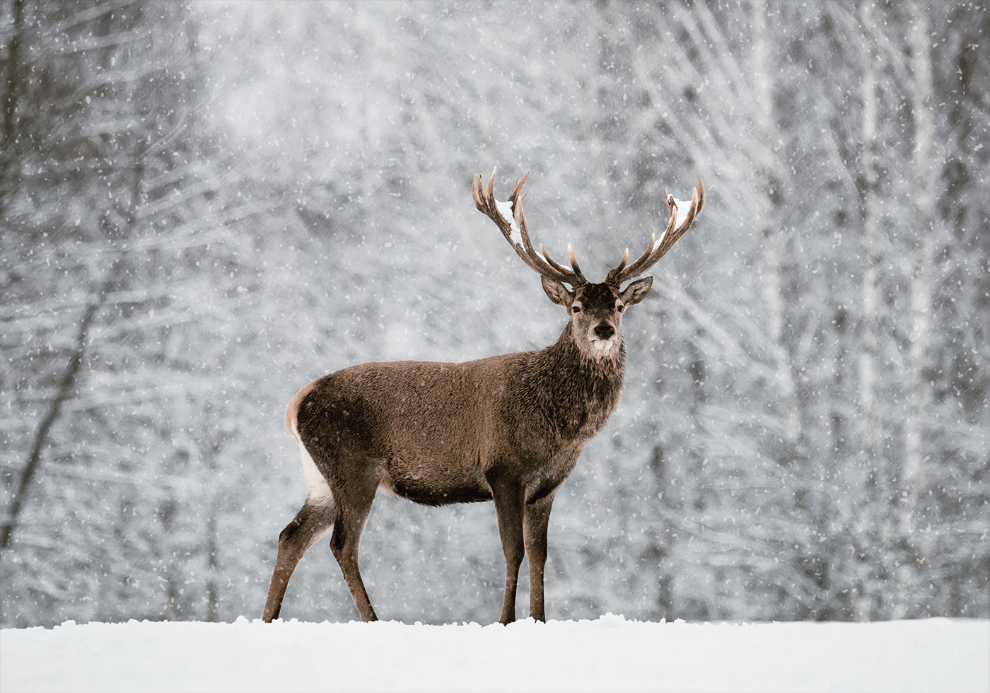Majestic Deer in Snowy Forest Poster - Posterbox.dk