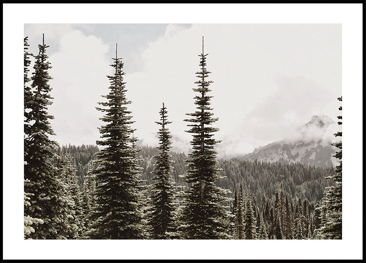 Majestic Fir Trees in the Mountains Poster - Posterbox.dk