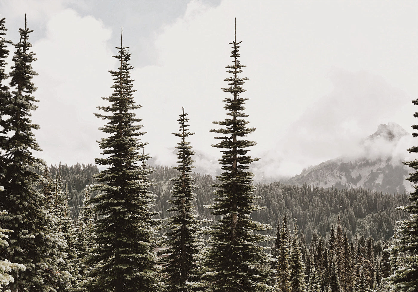 Majestic Fir Trees in the Mountains Poster - Posterbox.dk
