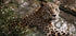 Majestic Leopard in the Wild Poster - Posterbox.dk