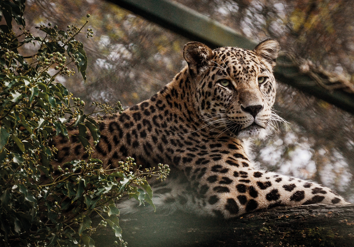 Majestic Leopard in the Wild Poster - Posterbox.dk