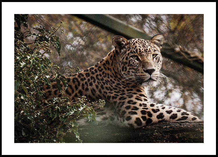 Majestic Leopard in the Wild Poster - Posterbox.dk