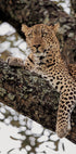 Majestic Leopard on a Tree Branch Poster - Posterbox.dk