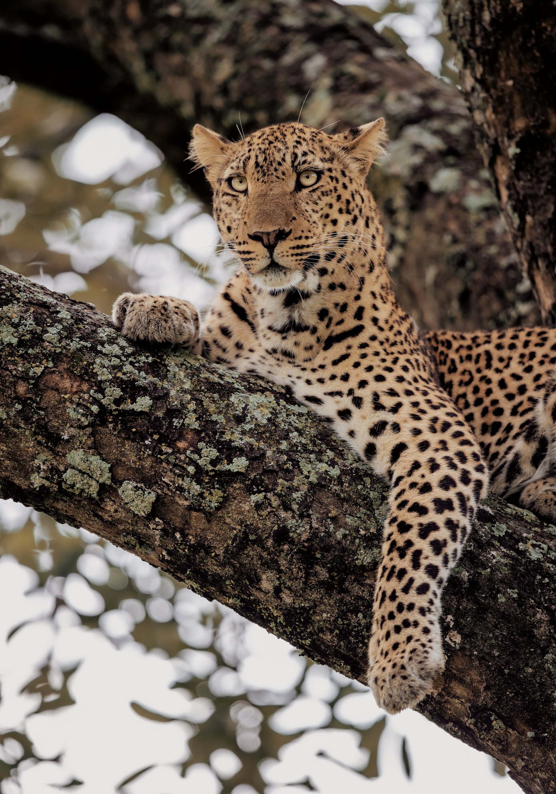 Majestic Leopard on a Tree Branch Poster - Posterbox.dk