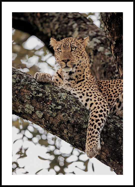 Majestic Leopard on a Tree Branch Poster - Posterbox.dk