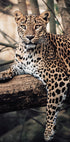 Majestic Leopard Resting on a Tree Poster - Posterbox.dk