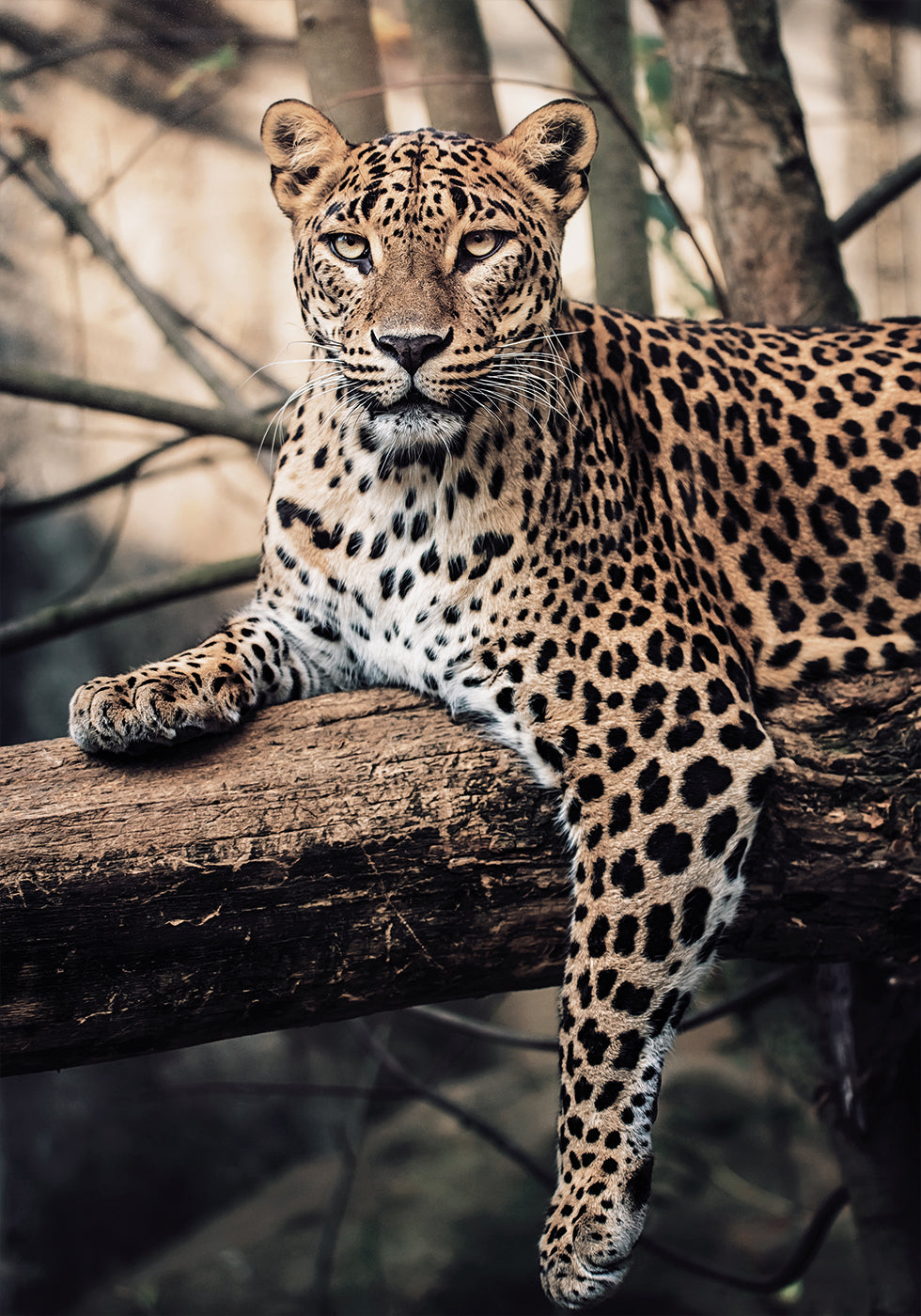 Majestic Leopard Resting on a Tree Poster - Posterbox.dk