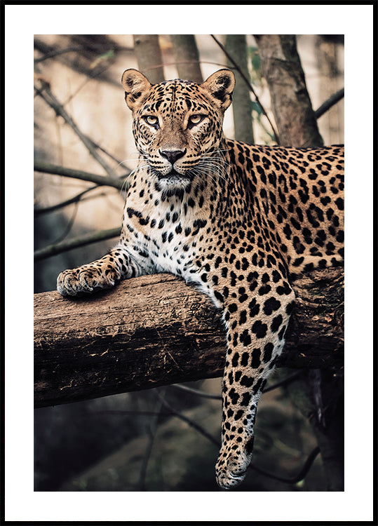 Majestic Leopard Resting on a Tree Poster - Posterbox.dk