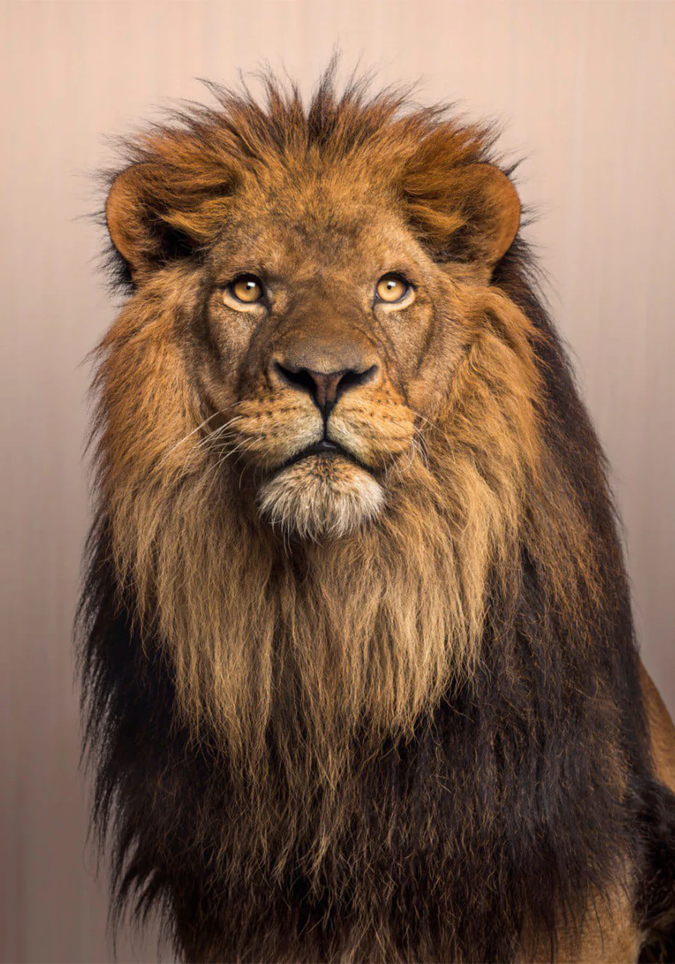 Majestic Lion Poster - Posterbox.dk