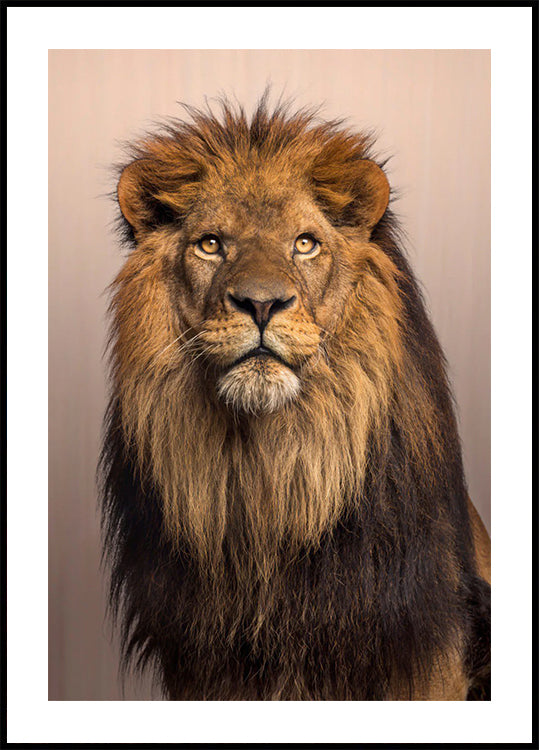 Majestic Lion Poster - Posterbox.dk
