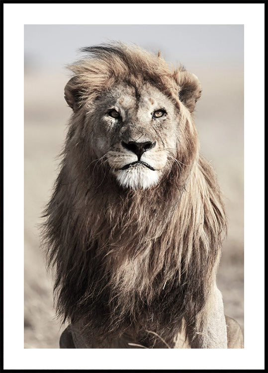 Majestic Lion Poster - Posterbox.dk