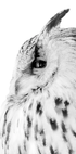 Majestic Owl Gaze Poster - Posterbox.dk