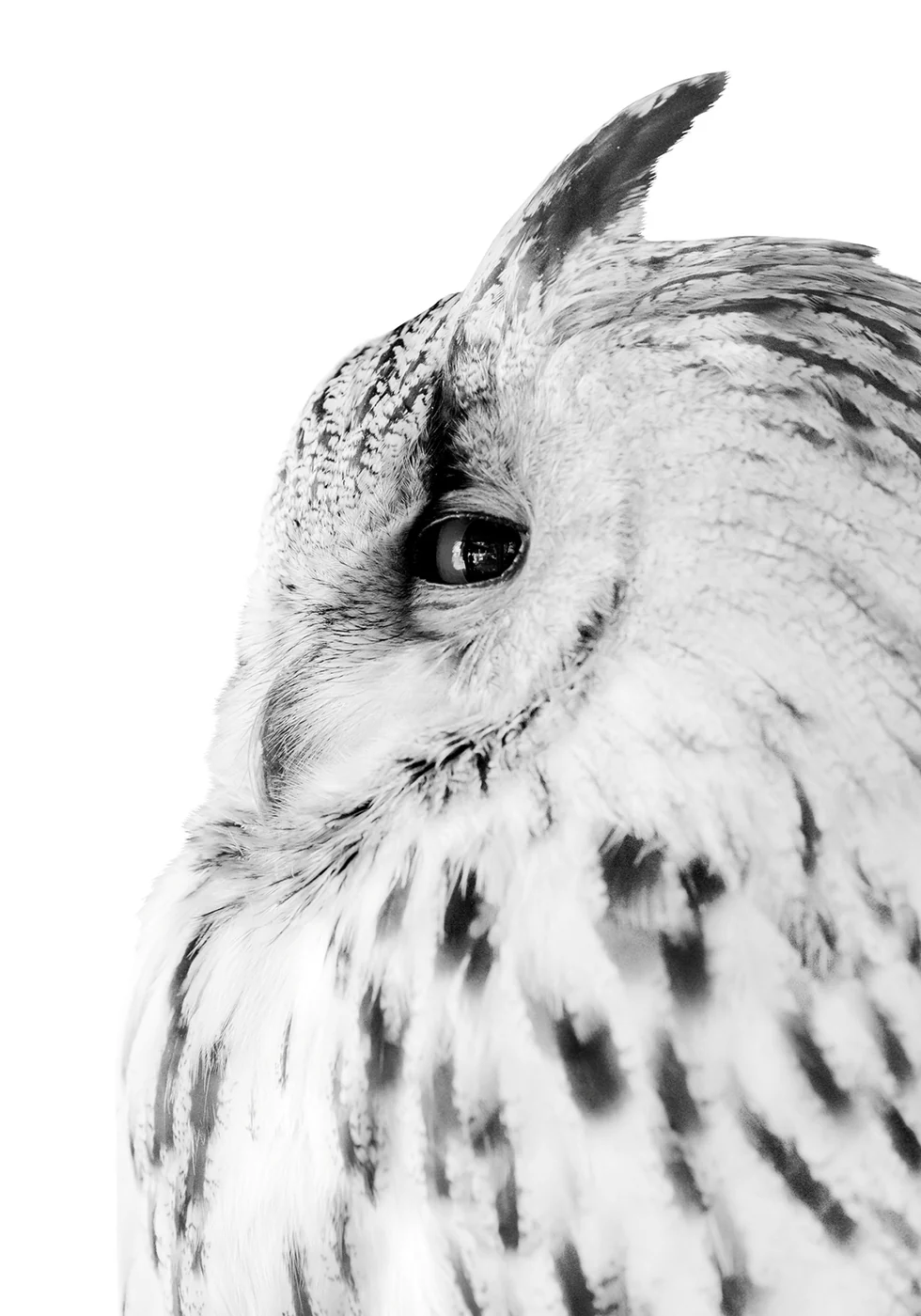 Majestic Owl Gaze Poster - Posterbox.dk