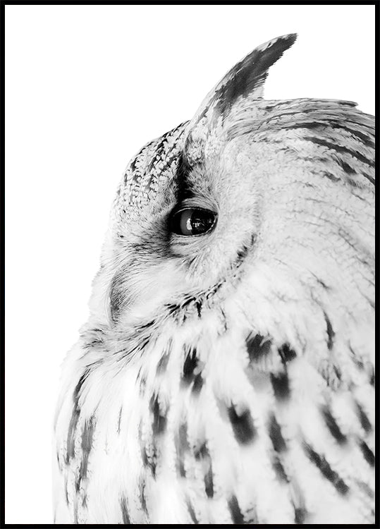 Majestic Owl Gaze Poster - Posterbox.dk