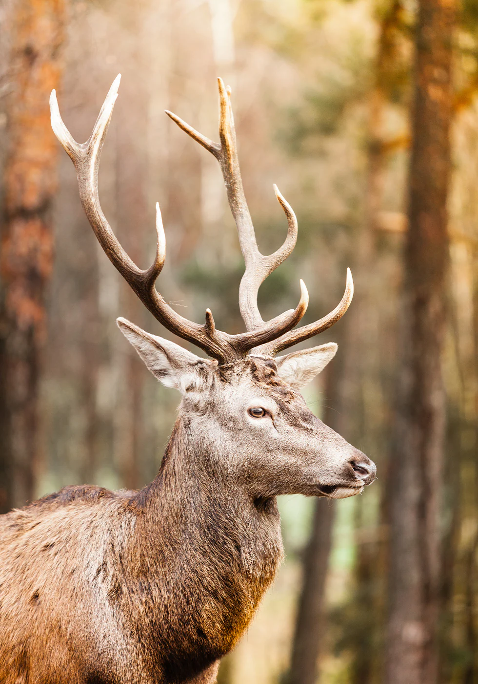 Majestic Red Deer Stag Poster - Posterbox.dk