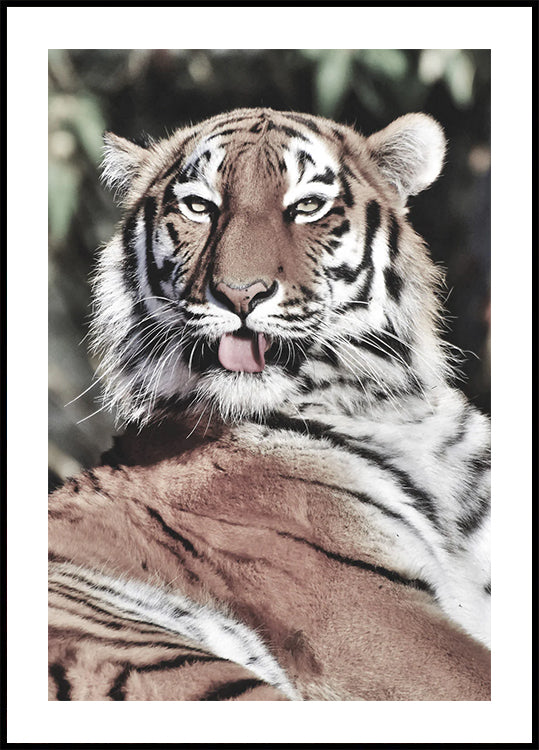 Majestic Tiger Poster - Posterbox.dk
