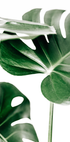 Monstera Leaves Poster - Posterbox.dk