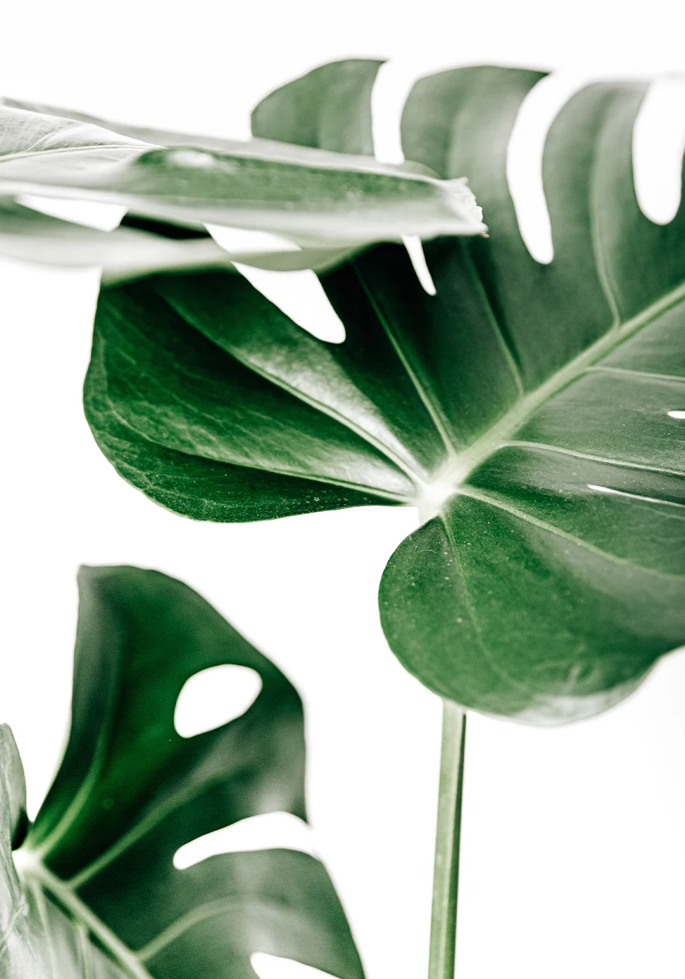 Monstera Leaves Poster - Posterbox.dk